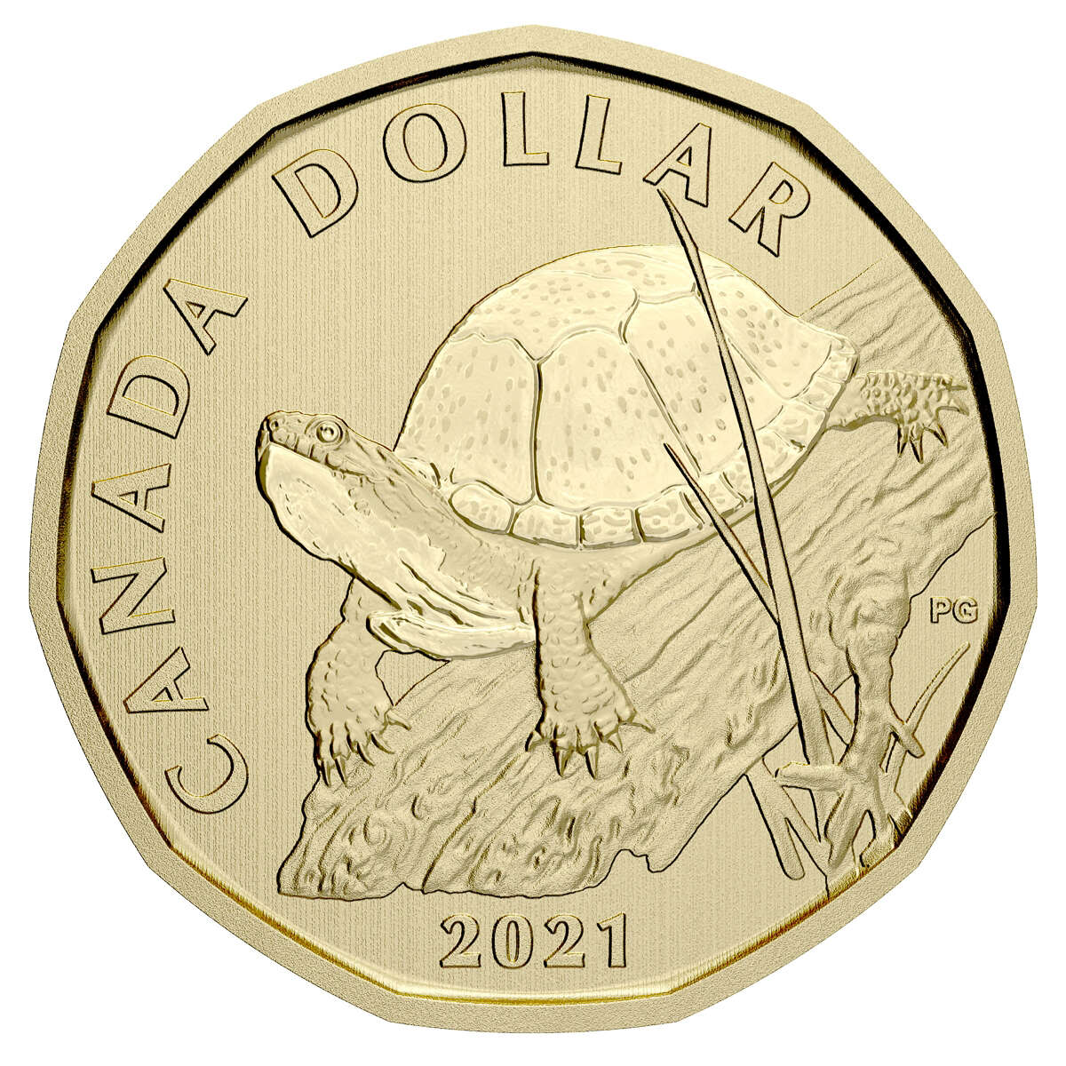 2021 Endangered Species: Blanding's Turtle - Specimen Set